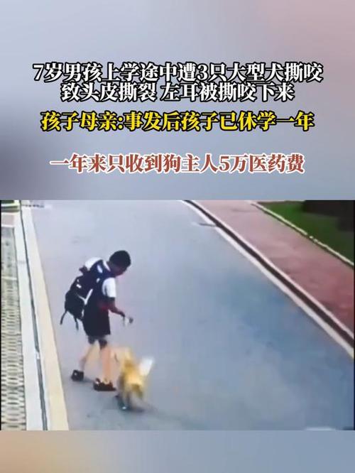 7岁男孩遭3只犬撕咬,7岁男孩遭3只犬撕咬怎么办