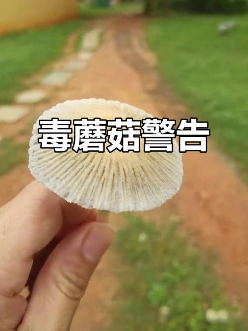 一家6口吃蘑菇中毒,一家六口吃蘑菇中毒