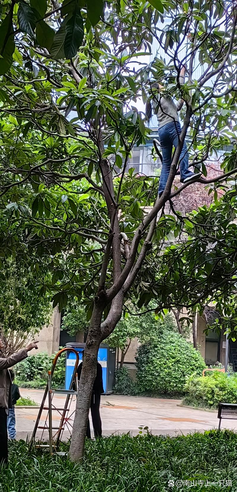 老人上树摘枇杷被困,爬树摘枇杷