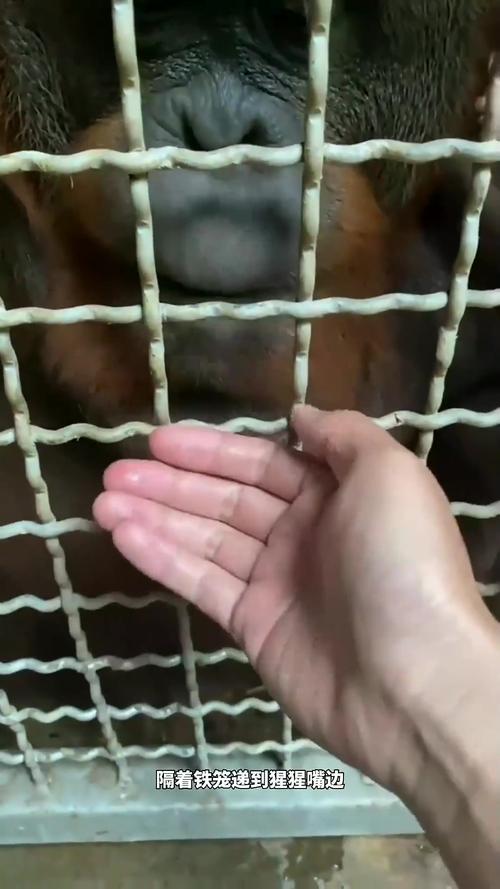 被大猩猩反向投喂,被大猩猩反向投喂怎么办