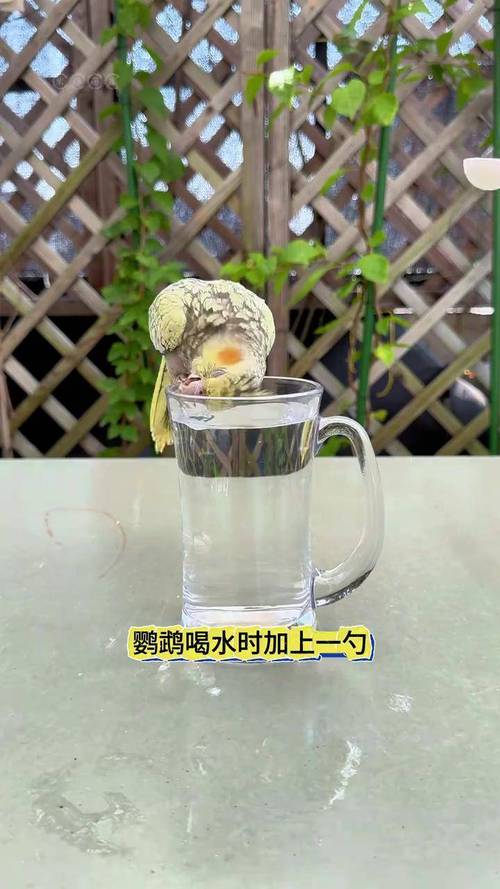鹦鹉开饮水器喝水,鹦鹉开饮水器喝水好吗