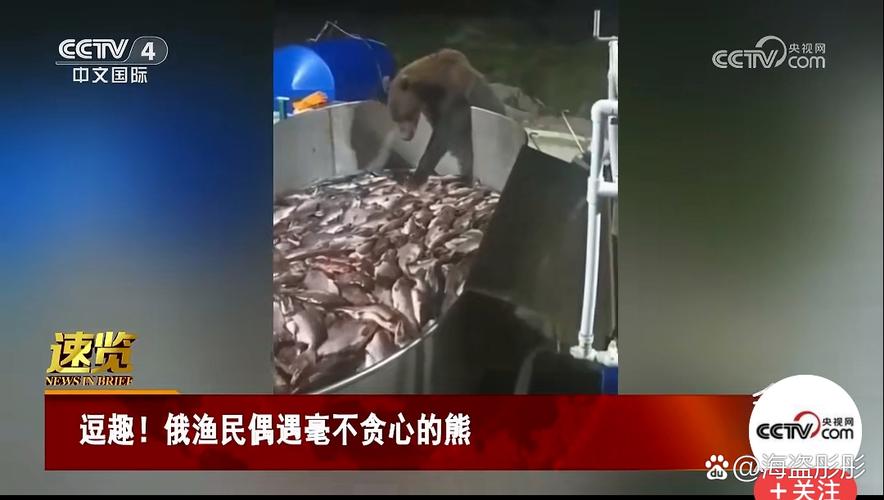 熊闯入家中上桌偷吃,熊闯入家中上桌偷吃食物
